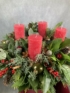 Kép 3/4 - Élő növényes adventi koszorú a klasszikus karácsonyi színekben